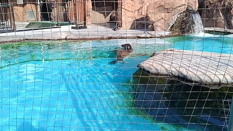 Seals in Ueno Park Zoo