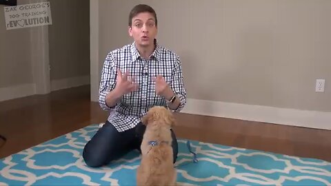 3 Easy Things to Teach your NEW PUPPY!