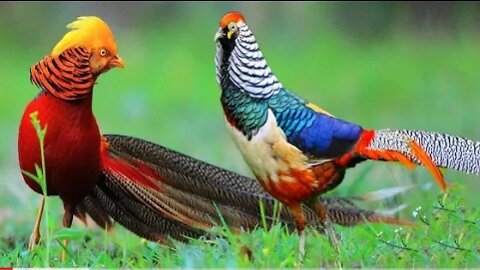 Golden beautiful birds pheasant and wading