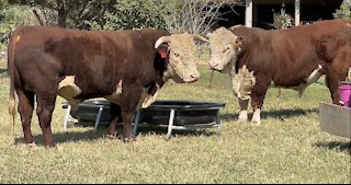 Polled And Horn Registered Hereford Bulls