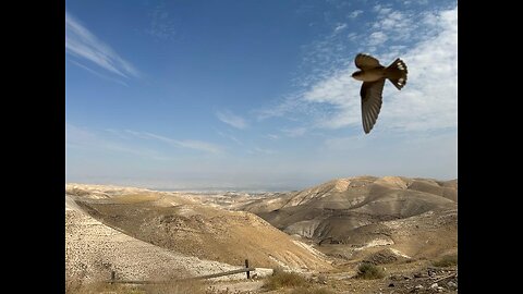 Reflections on My Seven Days in Israel During the War (2023)