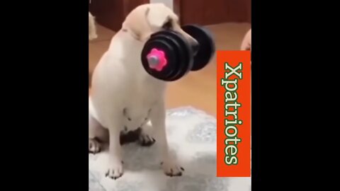 Hilarious dog is now a gym instructor | Xpatriotes - Dallas