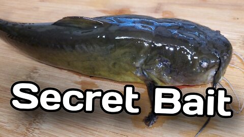 Testing A New Secret Bait {Catch and Cook}