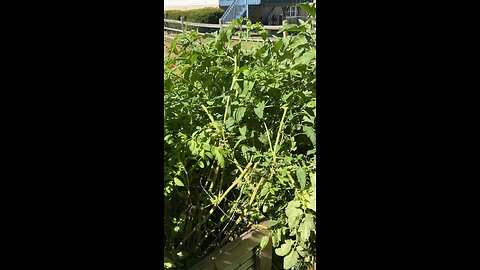 Topping tomato and removing suckers to help ripen fruit on plant #gardeningwithbarchuckin #shorts