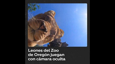 Leones descubren una cámara oculta en el zoológico de Oregón y pasa esto