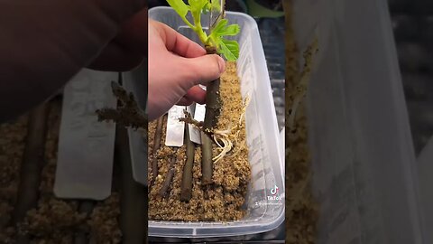 The sand propagation method!!