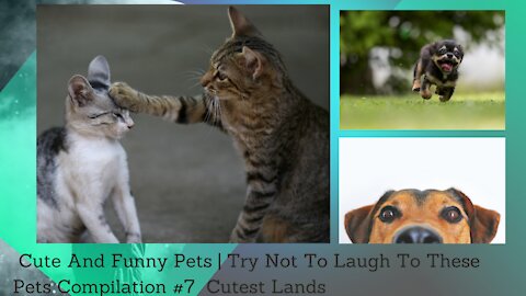 💗Cute And Funny Pets | Try Not To Laugh To These Pets Compilation #7💗 Cutest Lands