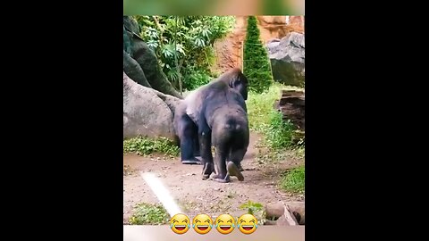 COMPILATION OF FUNNY VIDEOS OF DOGS AND OTHER ANIMALS 🤣🤣