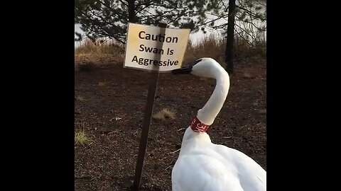 Caution swan is agressive comes true 😁