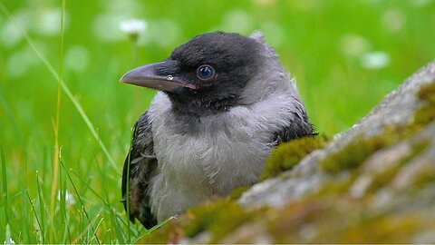 Baby Hooded Crow Fledgling Hiding Behind a Rock