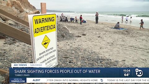 Shark sighting at Torrey Pines State Beach