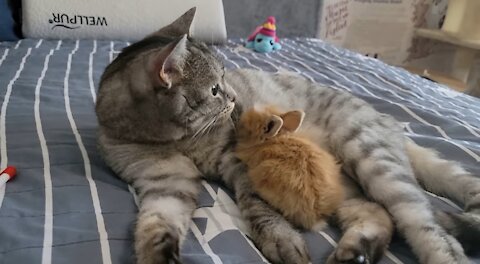 Little Rabbit thinks that the Cat is his Mom.