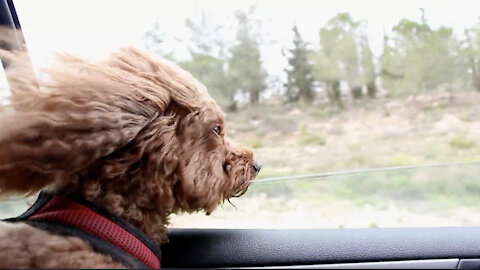 Dog's Head Out the Car Window