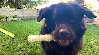 Watch out! Huge Newfie plays fetch in epic fashion