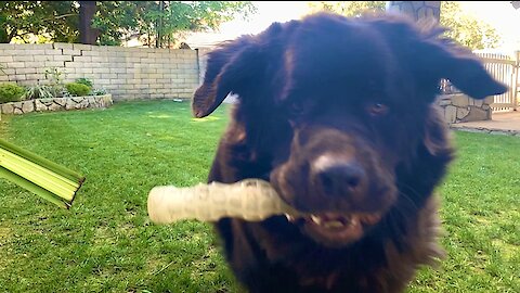 Watch out! Huge Newfie plays fetch in epic fashion