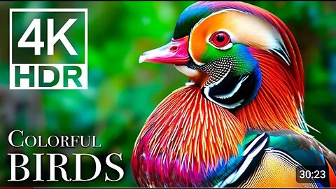 The Most Colorful Birds You'll Ever See In 4K - Birds Sound in the Forest Scenic Relaxation Film