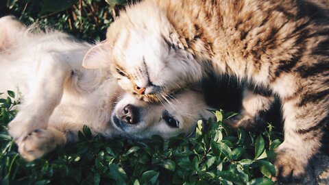 GATOS FOFOS E PREGUIÇOSOS - CUTE AND LAZY CATS - 可愛又懶的貓