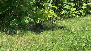 Rabbit eating grass-Toronto