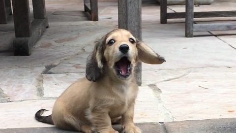 Dachshund puppy too scared to walk through grass