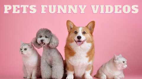 Funny Pets Animals Compilation