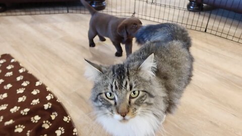 Puppy Meets Cat!!