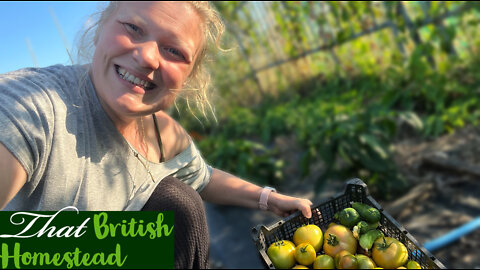 Bumper Tomato Harvest and garden chat: Allotment Garden