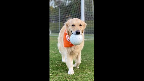 Cute dog playing football perfectly