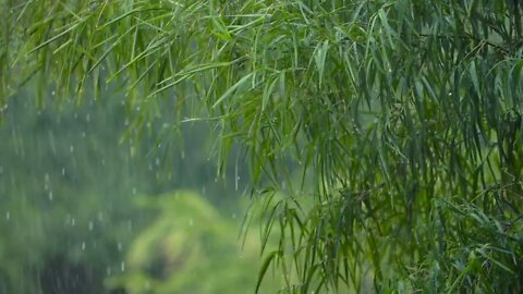 Long Shot of Torrential Rain in a Forrest