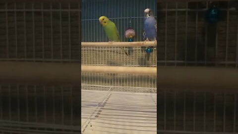 Budgies The Git Up 💖 #shorts #youtubeshorts #budgies #animallover #parakeets