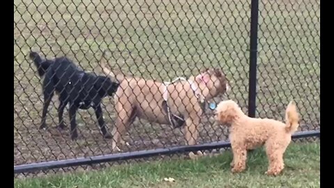 Tucker at the Dog Park - little bundle of joy racing