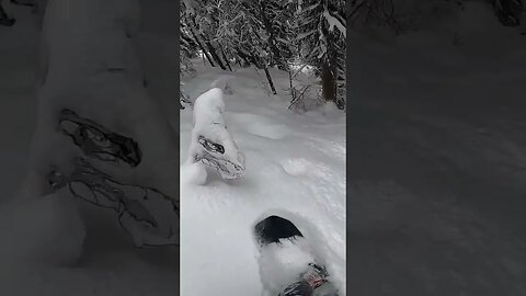 Trees! #snowboarding #snowboard #short #shorts #powder #pow #revelstoke #trees