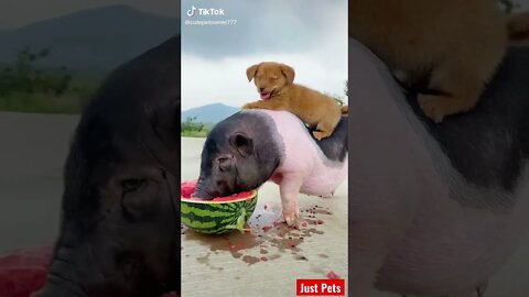 Cutest Puppy make a friend #shorts #cute #tiktok Funny videos 2021