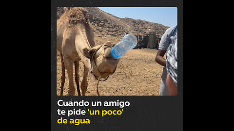 Un camello sorprende a turistas con sus modales