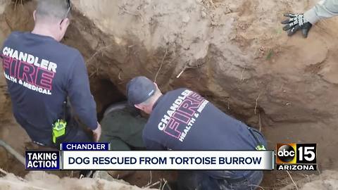 Dog rescued from hole dug in Chandler backyard