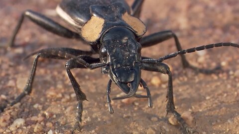 The Scary World of Creepy Crawlies | BBC Earth