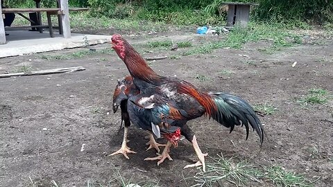 melihat Ayam berantam depan rumah.