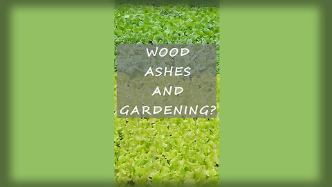 Using Wood Ashes on your Garden (Homestead Gardening) #homesteading #selfreliance #diy #gardening