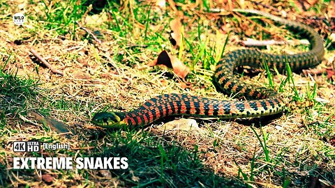 Asian Tiger snake the most extreme snakes | Nature documentary