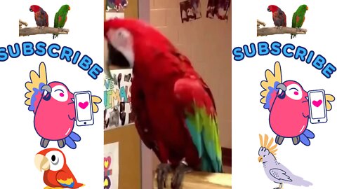 dancing parrot,parrot dancing