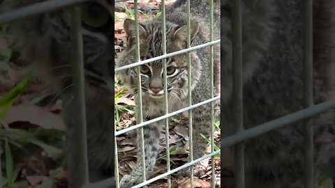 #346 Adorable Little Summer Bobcat