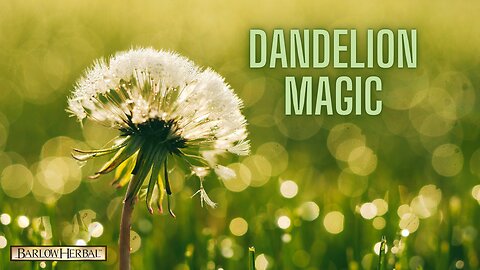 The Health Benefits of Dandelion