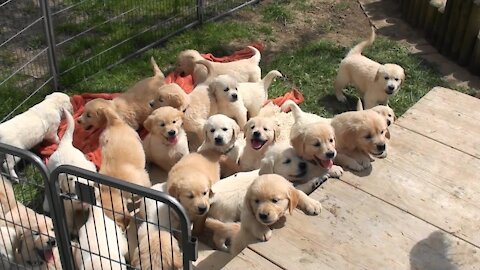 Schwarm von Golden Retriever Welpen (Bunch of Golden Retriever Puppies)