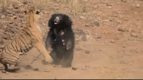 A fight between a tiger and a sun bear