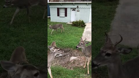 My new friends!! #outdoors #whitetaildeer #vacation