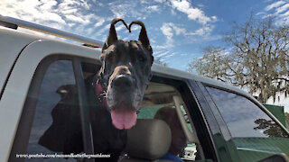 Great Dane With Heart Shaped Ears Sees Cows For the First Time