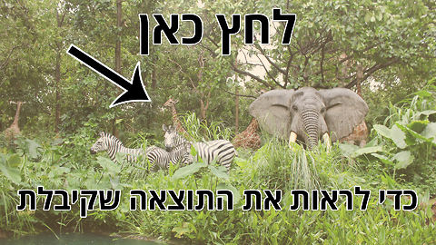 בחן את עצמך: איזו חיה הכי מתאימה לצורות החשיבה שלך? סוס