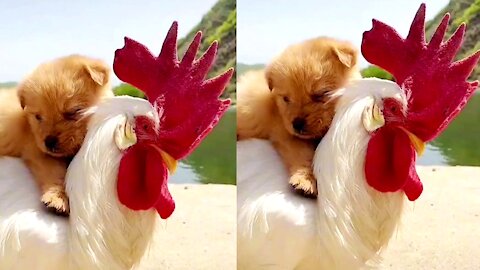 Funny and cute hen carry poppy dog amazing comedy video 2021