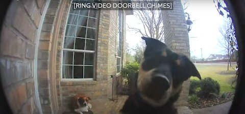 Family's Dog Uses Ring Video Doorbell to Get Owner’s Attention!!!