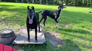 Happy Great Danes Love Gardening Projects