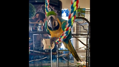 Epic Macaw swing